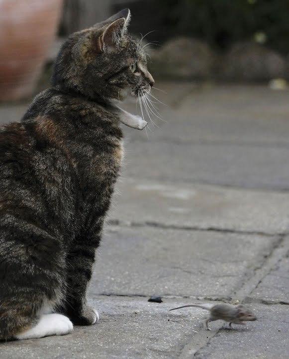 Cat dsc