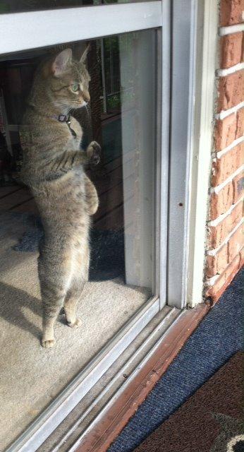 Cat dsg