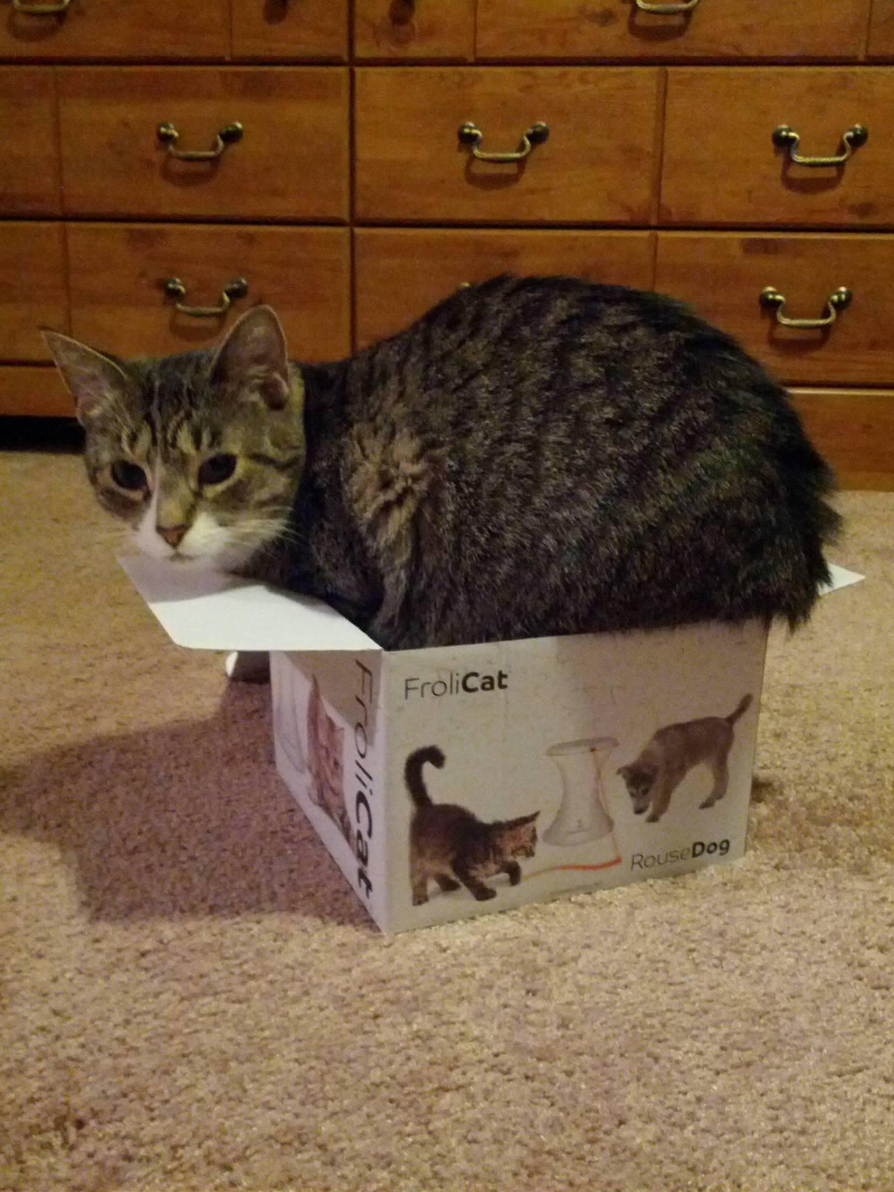 Cat dsv