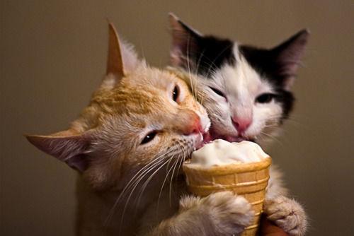 Cat dtb