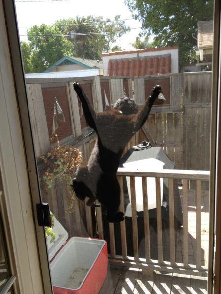 Cat dtj