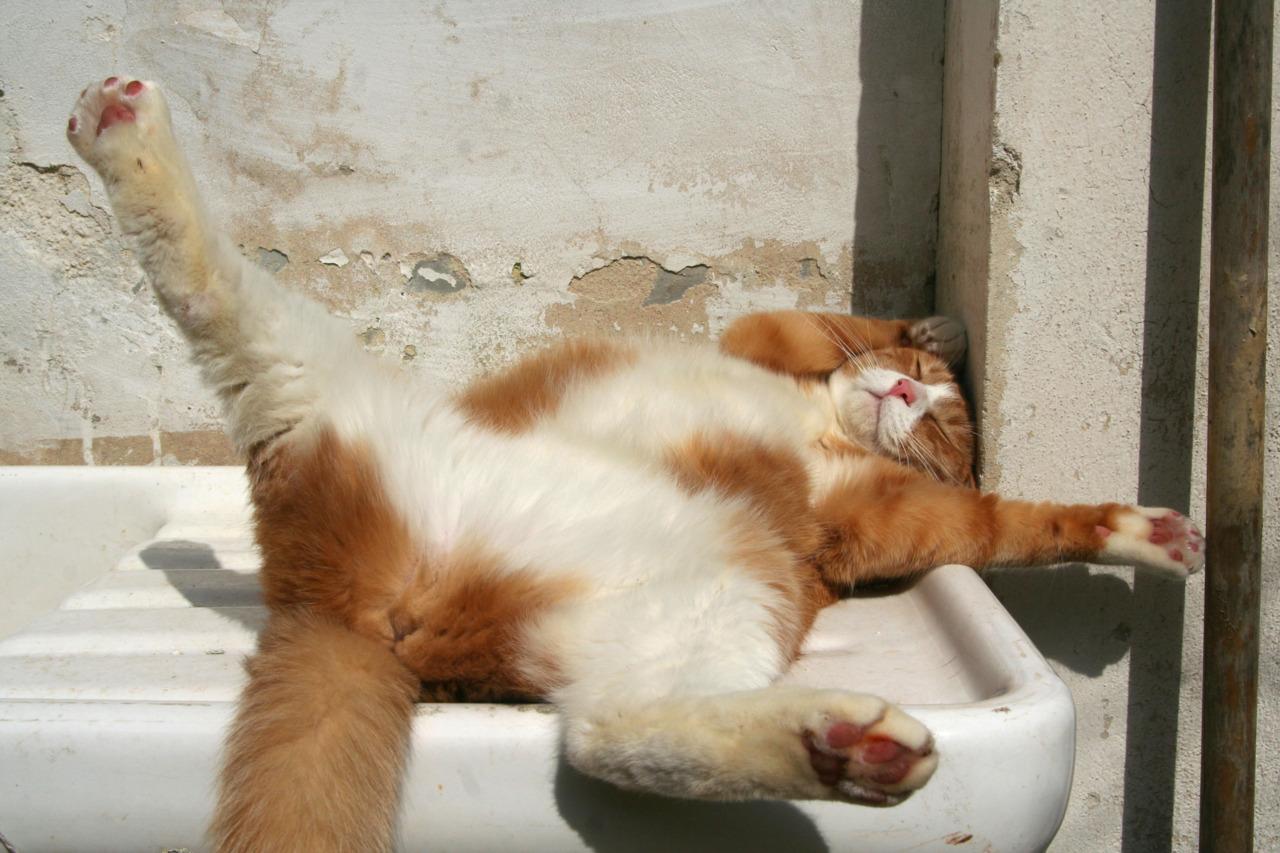 Cat dtn