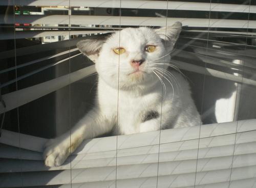 Cat dts