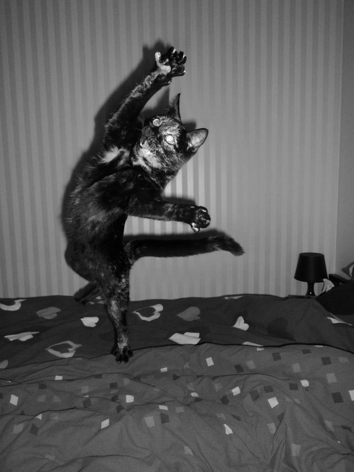 Cat dtu