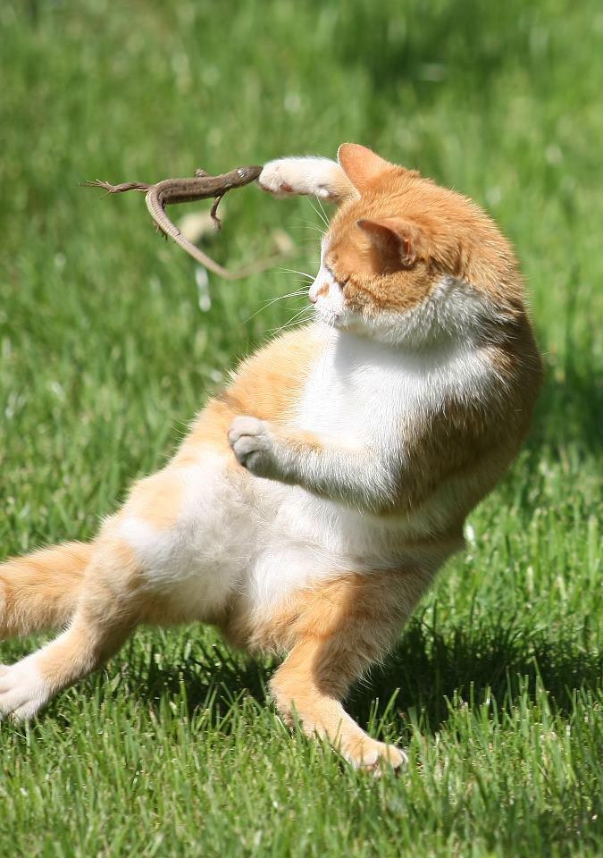 Cat dtv