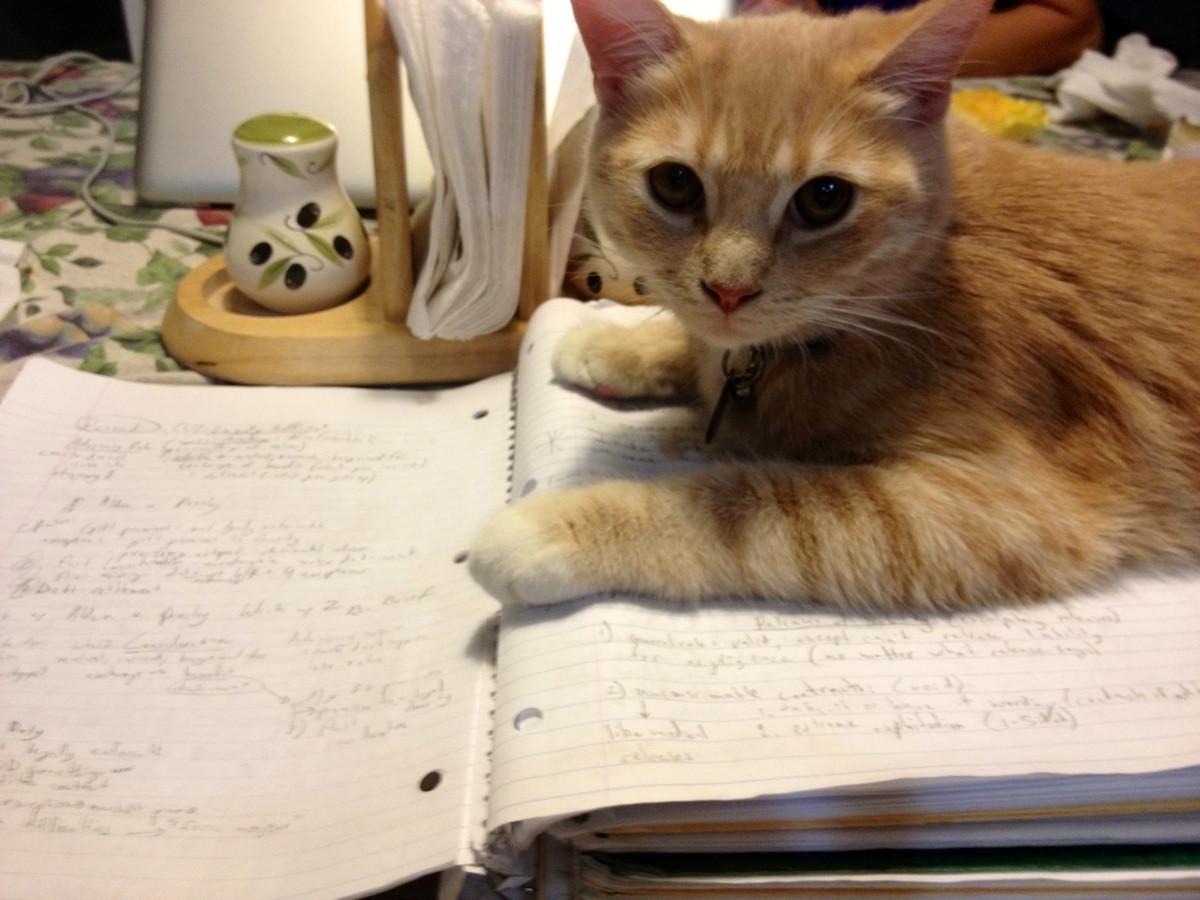 Cat du0