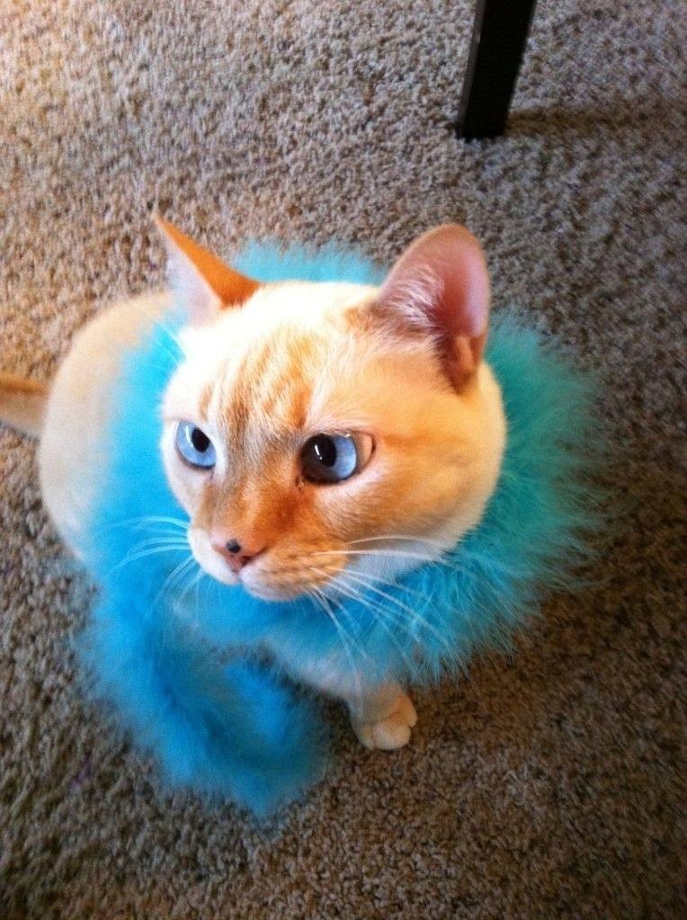 Cat du7