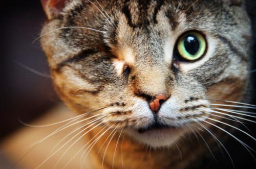 Cat du9
