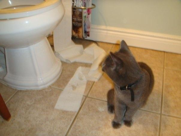 Cat dug