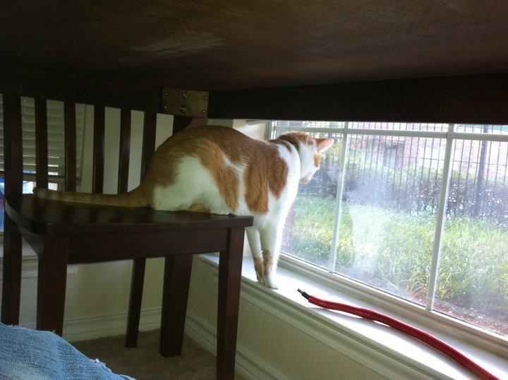 Cat duh