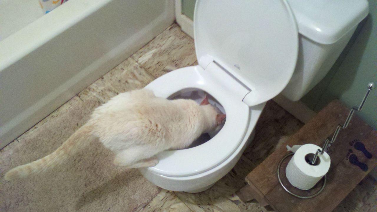 Cat dui