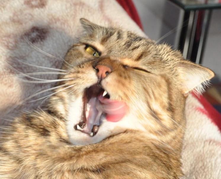 Cat dun