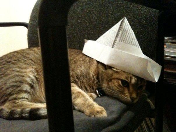 Cat dus
