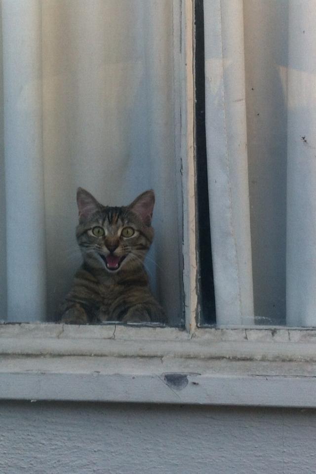 Cat dut