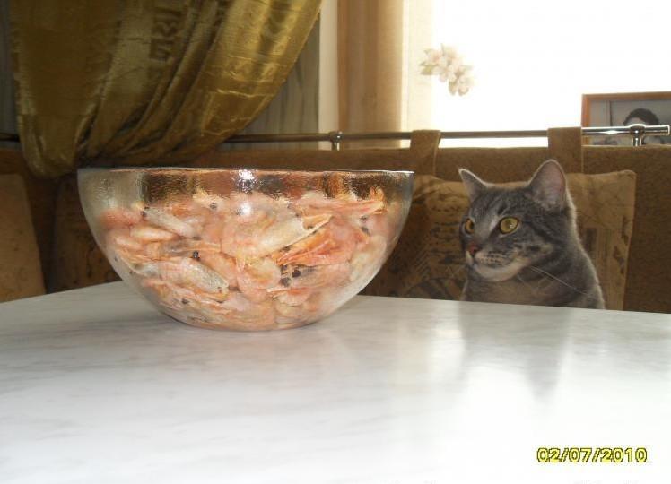 Cat dv3