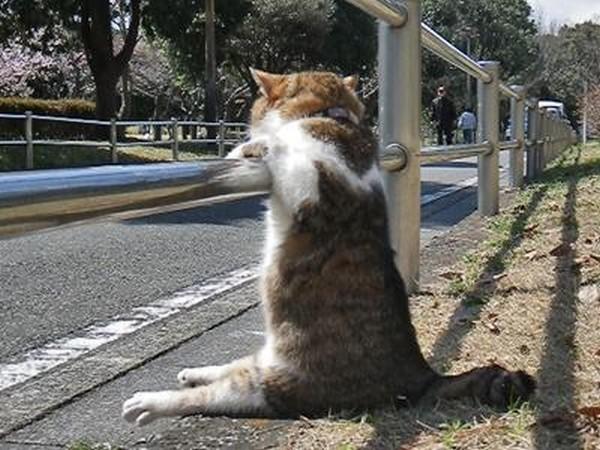 Cat dvh