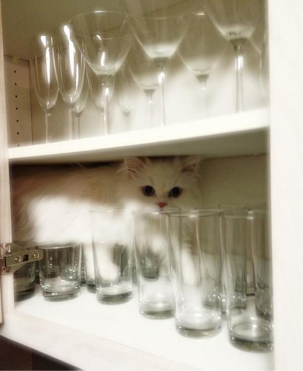 Cat dvn