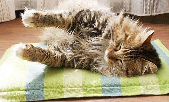Cat dvp