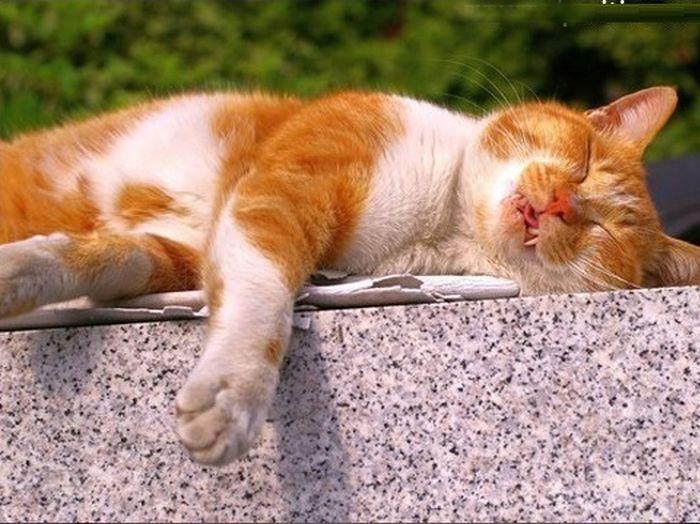 Cat dvq