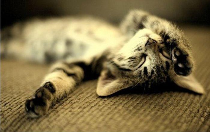 Cat dvs
