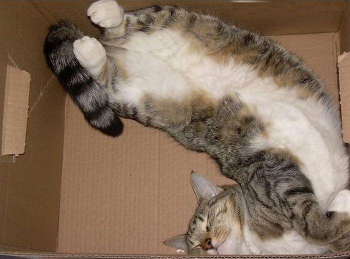 Cat dvt