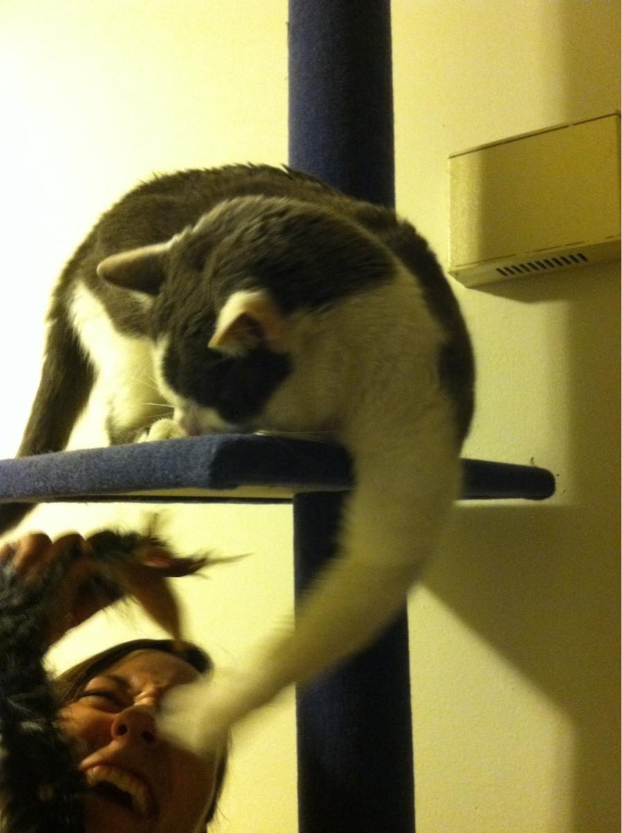 Cat dvu