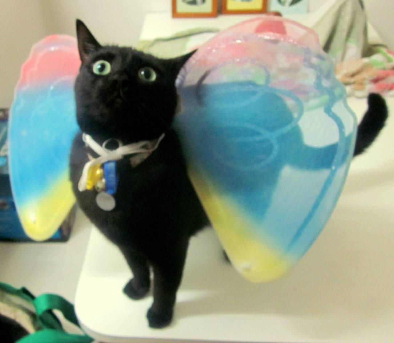 Cat e04