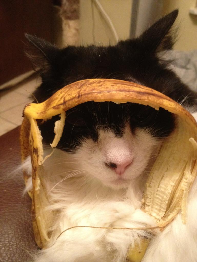 Cat e0b