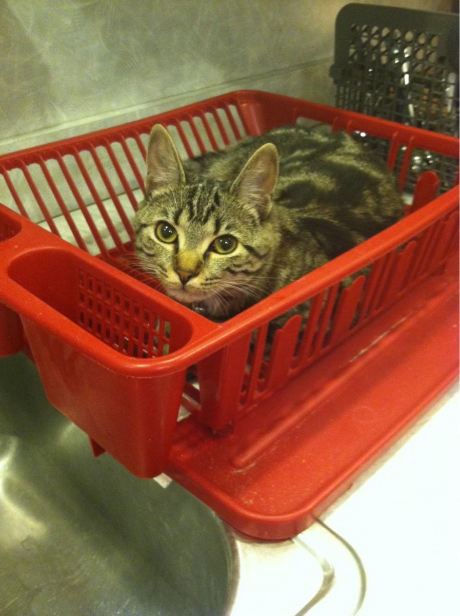 Cat e0d