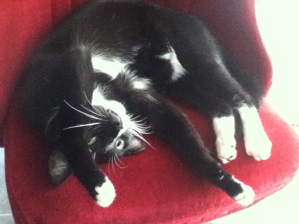 Cat e0f