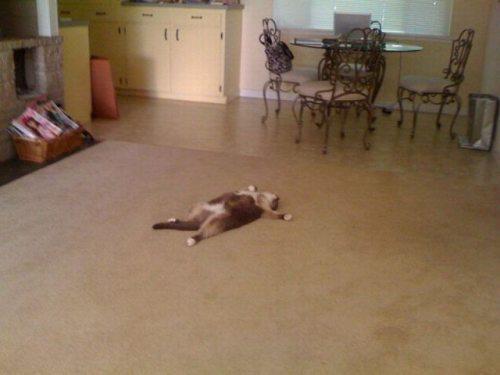 Cat e0g