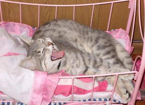 Cat e0n