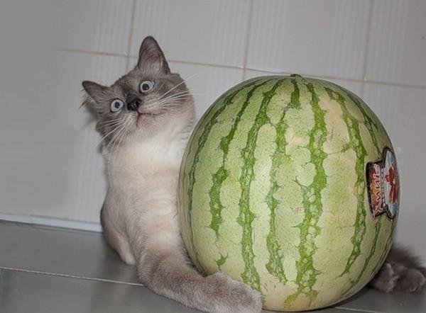 Cat e0r