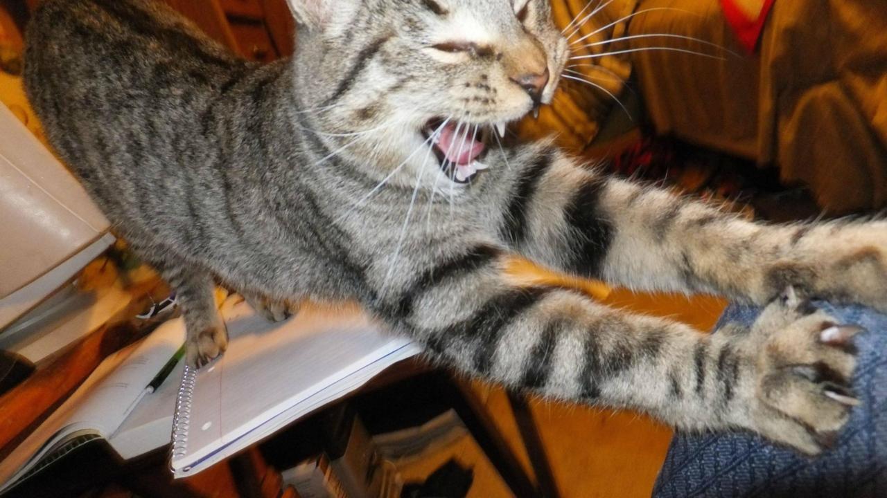 Cat e1e