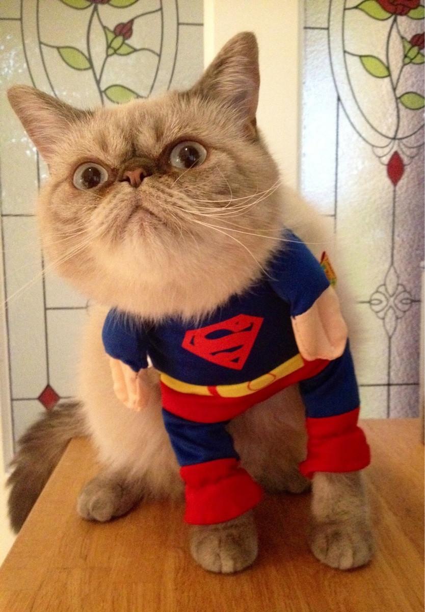 Cat e1f