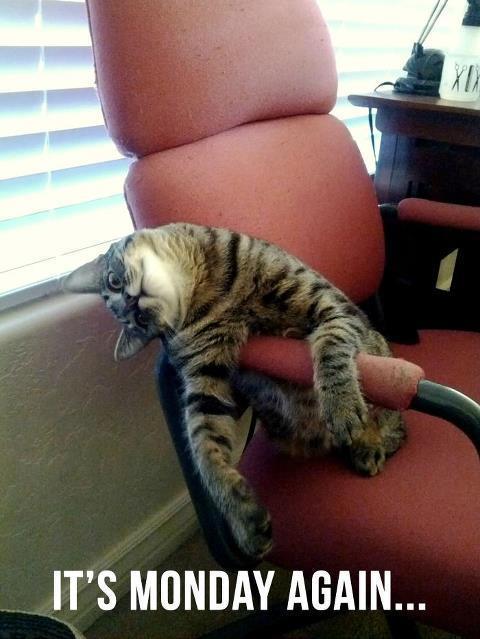 Cat e1l