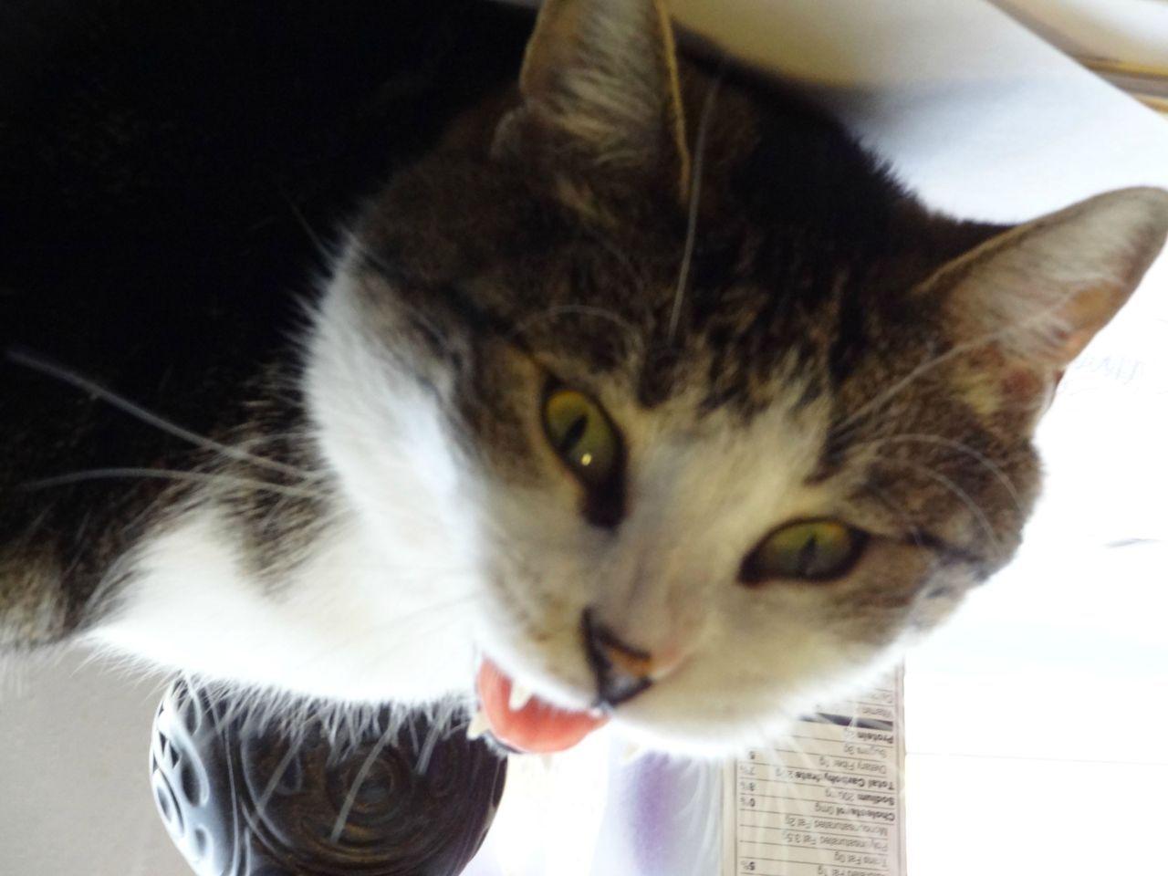 Cat e1n
