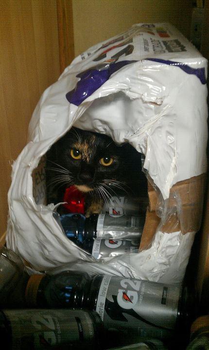 Cat e1p