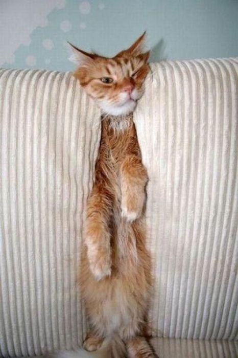 Cat e2d