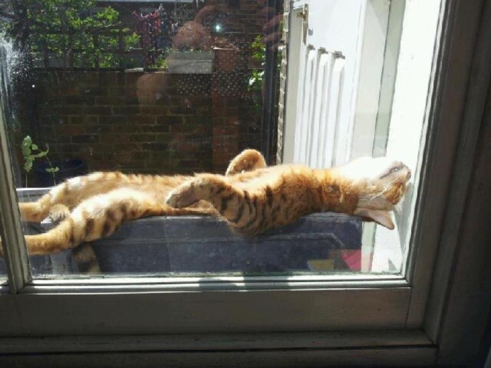 Cat e2p