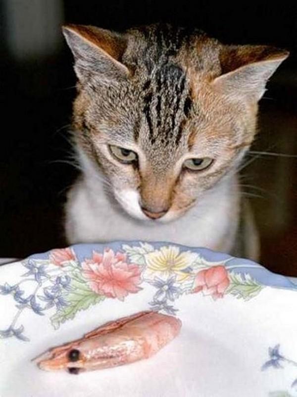 Cat e38