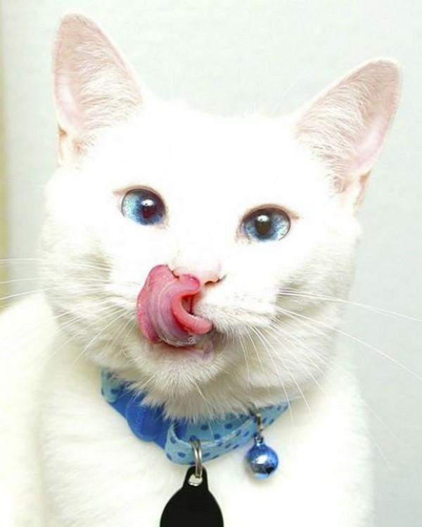 Cat e3b