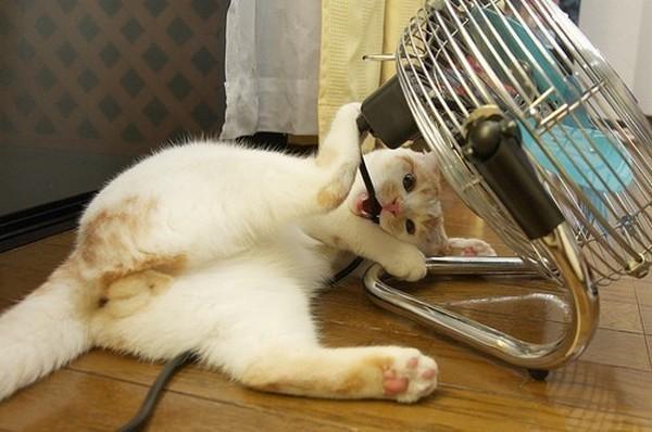 Cat e3j