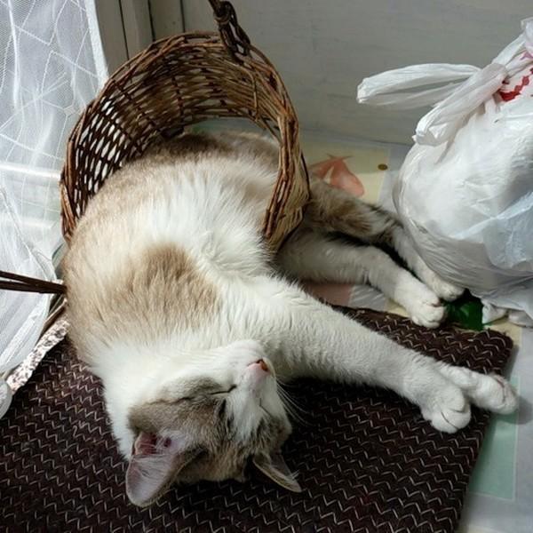 Cat e3m
