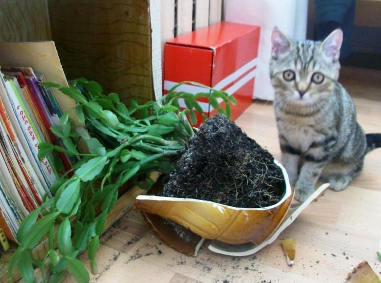 Cat e3s