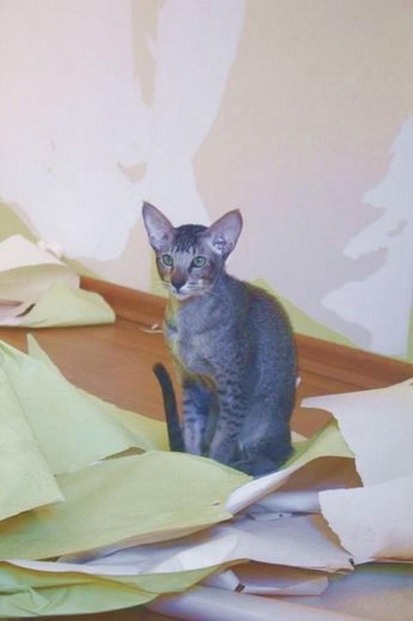 Cat e43