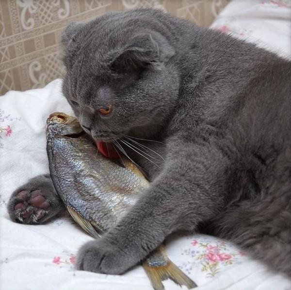 Cat e4b