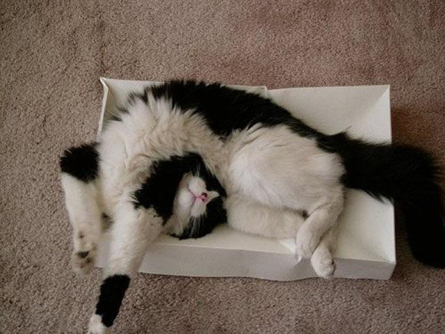 Cat e4d