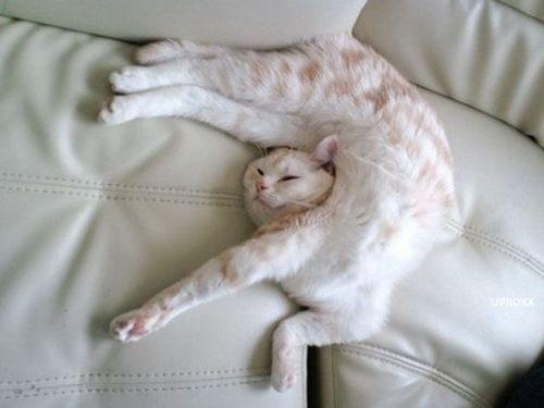 Cat e4e