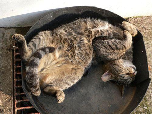 Cat e4f